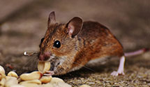 24 Hour & Emergency Exterminators in Sunderlinvle, PA